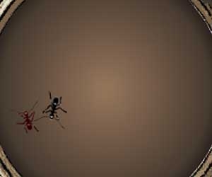 Ant fighting oyunu oyna